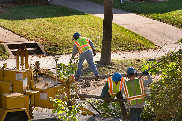 Best Arborist Consultation Services  in Knoxvle, IL